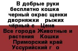 В добрые руки бесплатно,кошка,2.5черный окрас,щенки дворняжки,3 рыжих 1 чёрный,с › Цена ­ - - Все города Животные и растения » Кошки   . Приморский край,Уссурийский г. о. 